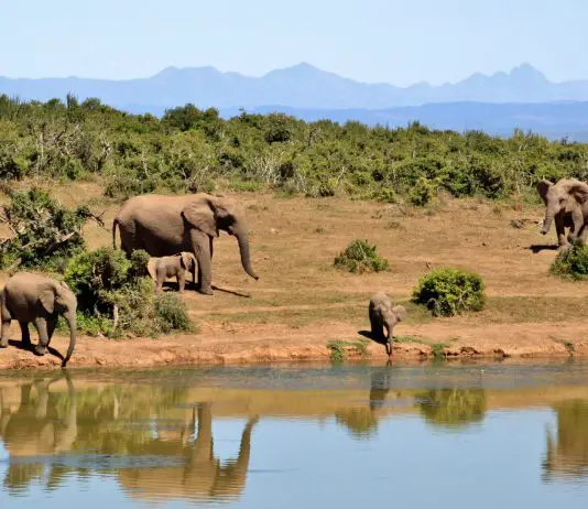 AIDA Afrika-Kreuzfahrt: Routen & Angebote